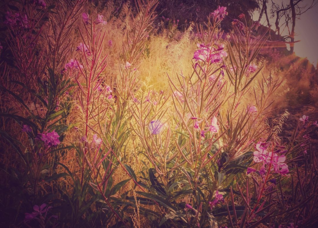 Sunlit fireweed